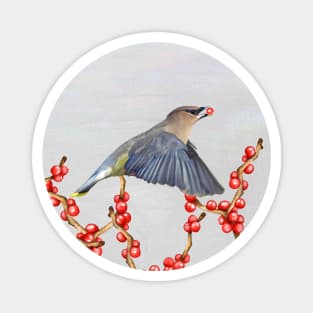 Cedar Waxwing with a Berry to Go Magnet